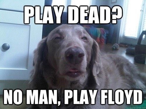 Really-High-Dog-Meme-Wants-Some-Pink-Floyd